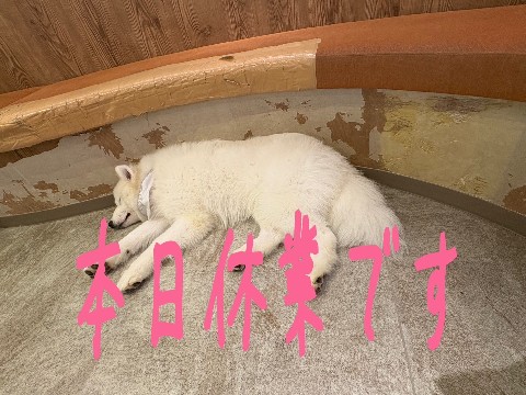 本日休業